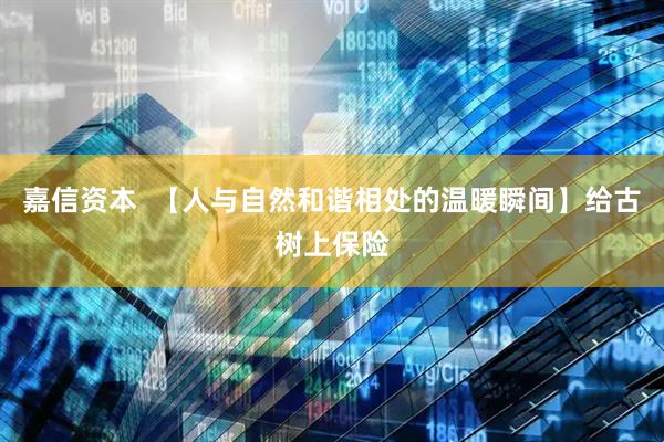 嘉信资本  【人与自然和谐相处的温暖瞬间】给古树上保险
